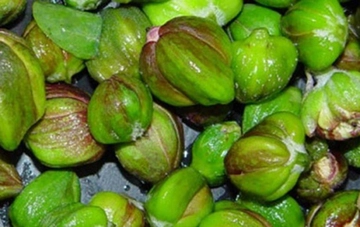 Kapari Çayı Kullanımı ve Faydaları Nelerdir?